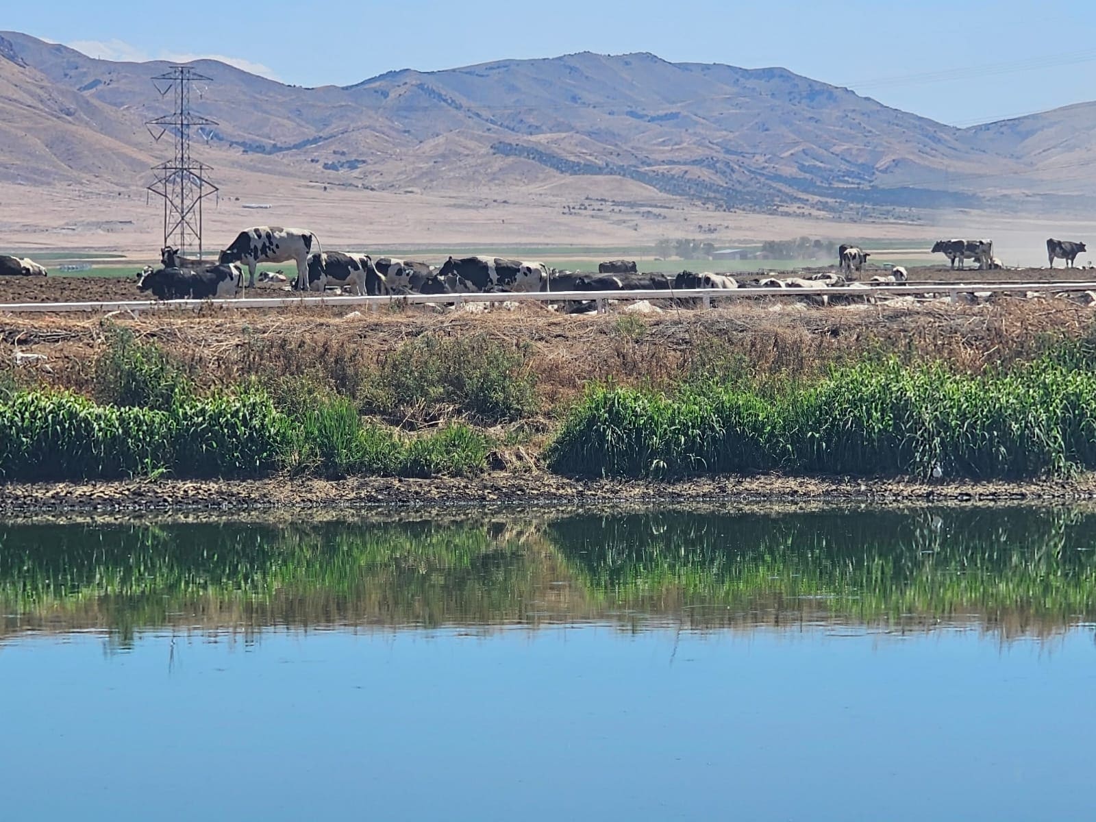 A dairy lagoon with clear water in front of a herd of Holstein cows and dry Utah hills