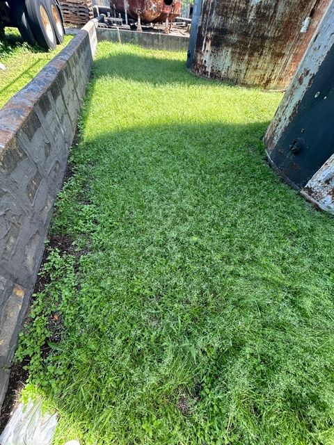 Green grass growing in a fenced storage yard at the plant after cleanup treatment.