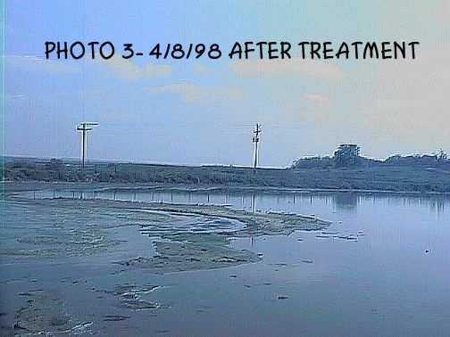 The same dairy lagoon with mostly open water after DRP Accelerator treatment