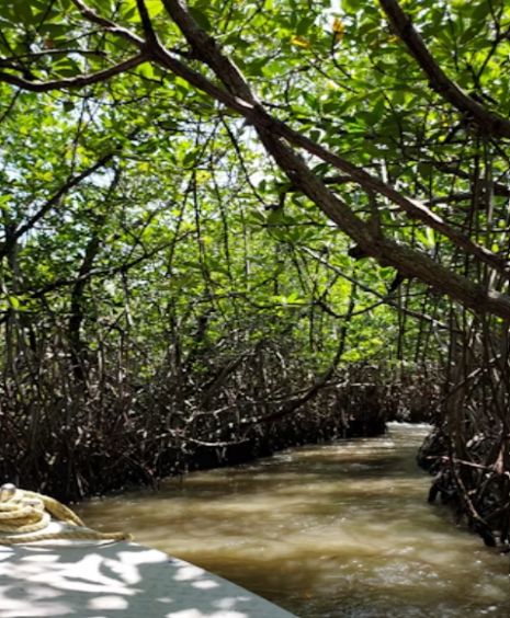 A narrow mangrove waterway with dense tree cover, showing the difficult access into the study area on Venezuela's Caribbean coast.