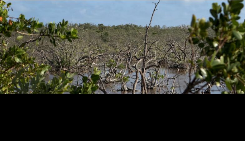 Dead mangrove trees standing in water in a hydrocarbon-damaged section of the mangrove gulf.